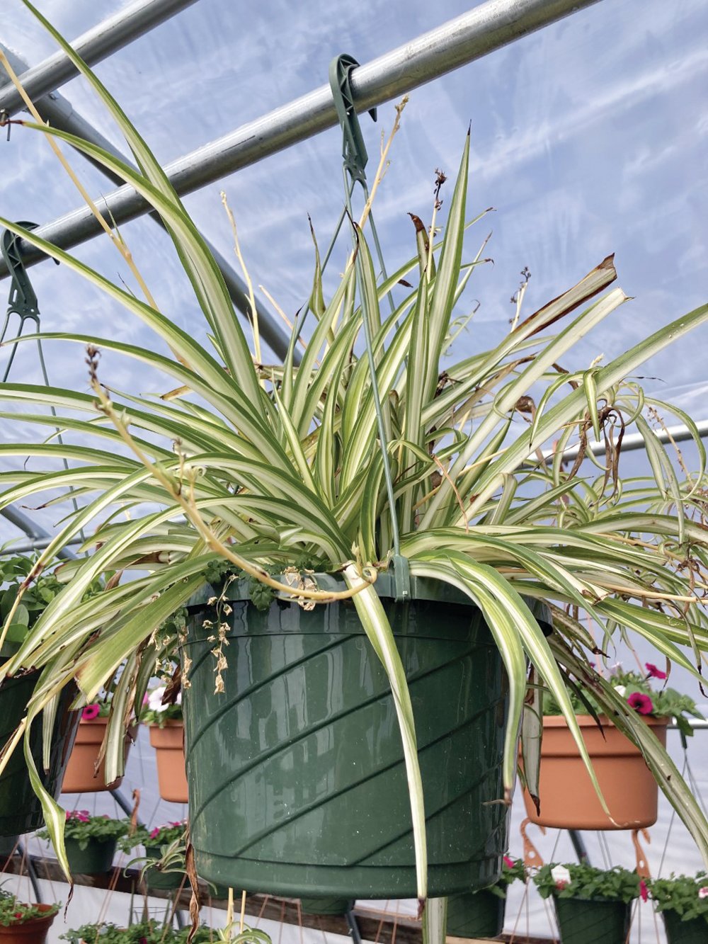 A DIFFERENT KIND OF SPIDER: Individuals looking for a hanging plant may consider spider plants, which remove 95 percent of toxins from interior spaces.